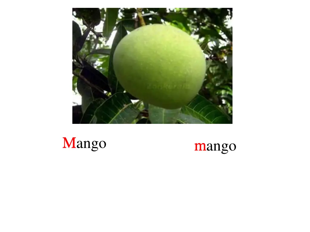 mango m