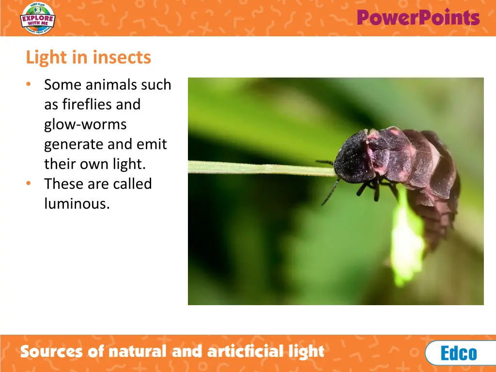 light in insects some animals such as fireflies