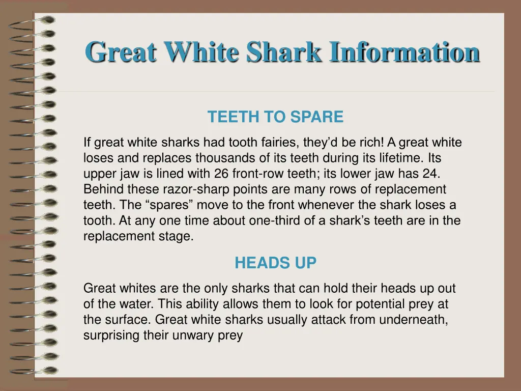 great white shark information