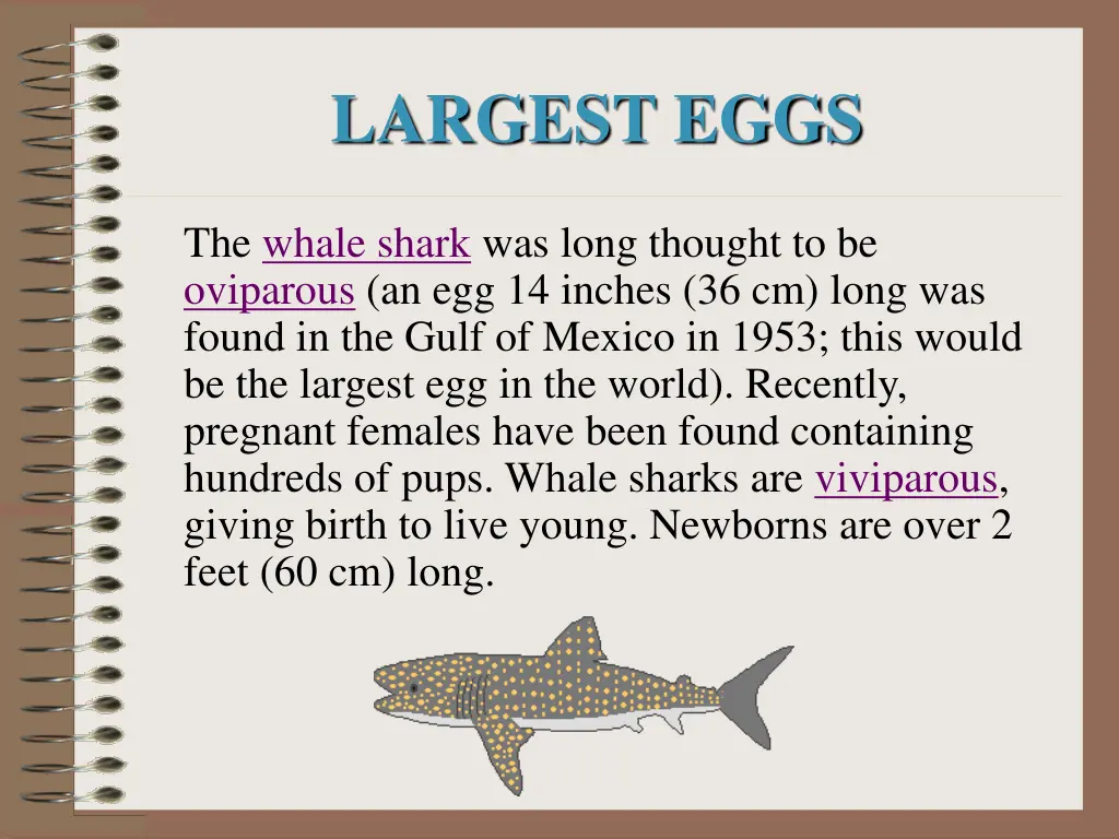 largest eggs