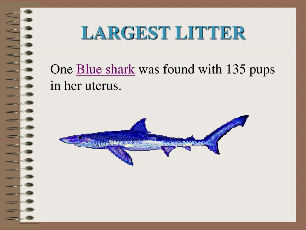 largest litter