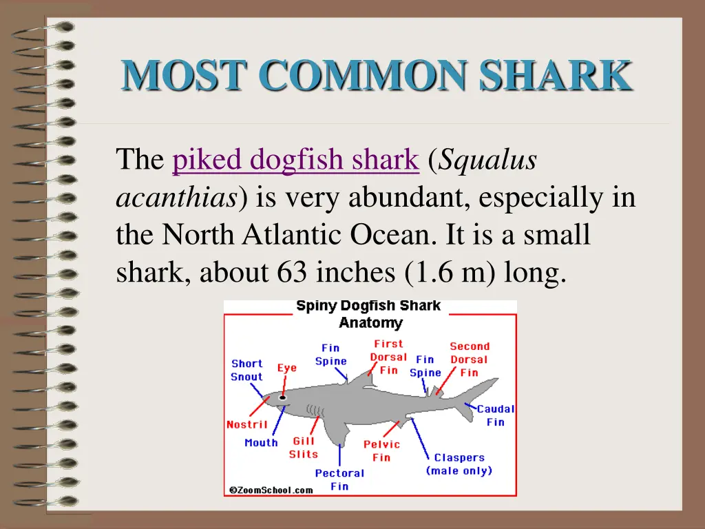 most common shark