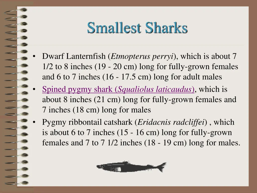 smallest sharks