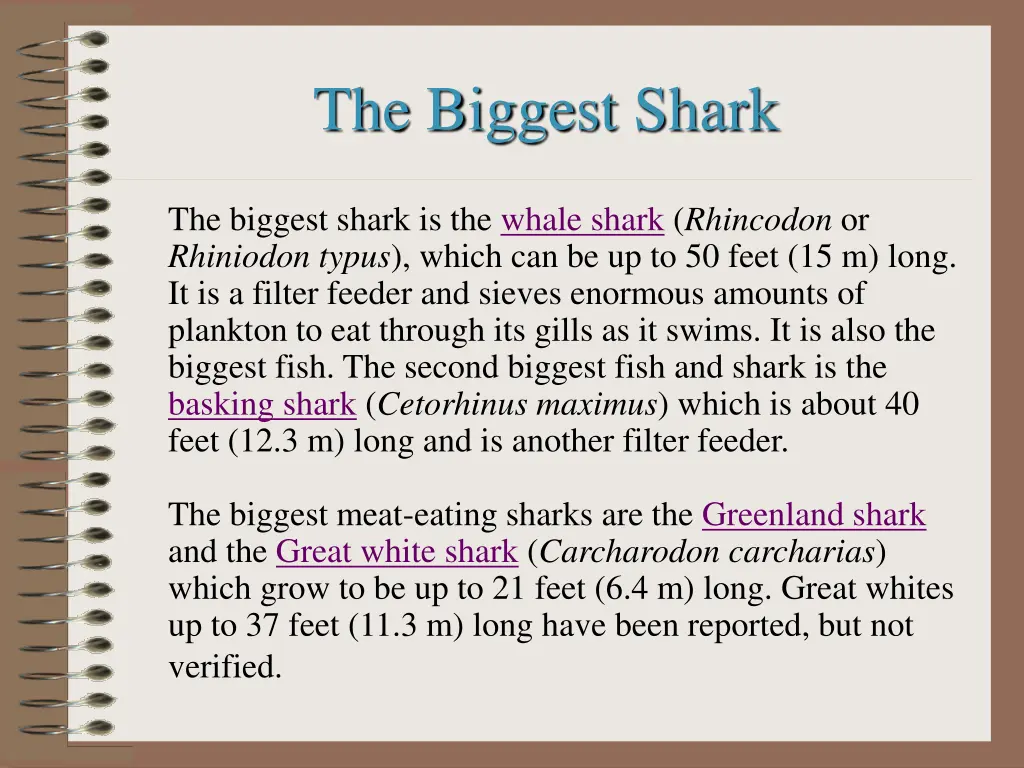 the biggest shark