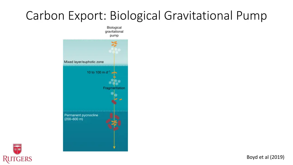 carbon export biological gravitational pump