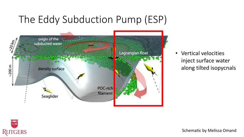 the eddy subduction pump esp 1