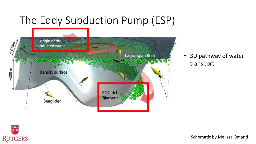 the eddy subduction pump esp 2