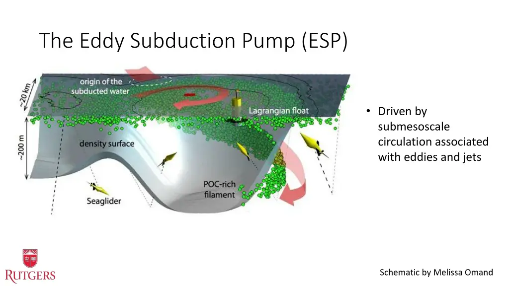 the eddy subduction pump esp