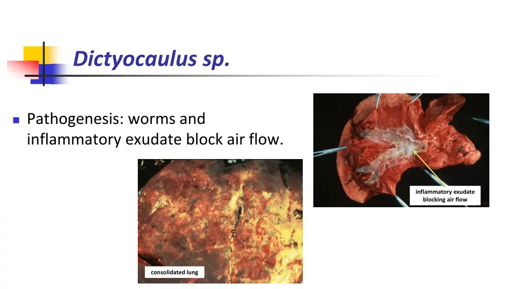 dictyocaulus sp 2