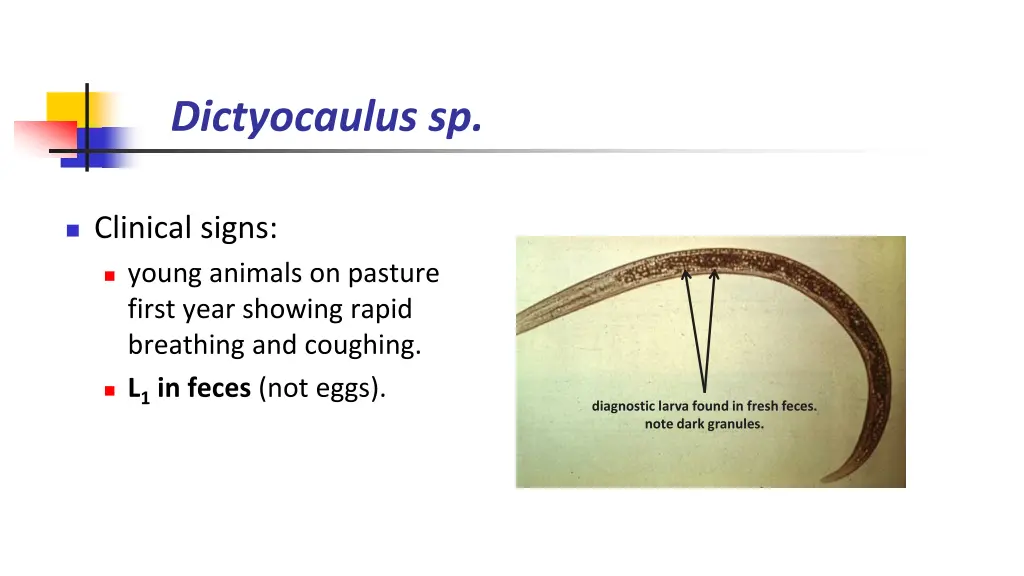 dictyocaulus sp 3