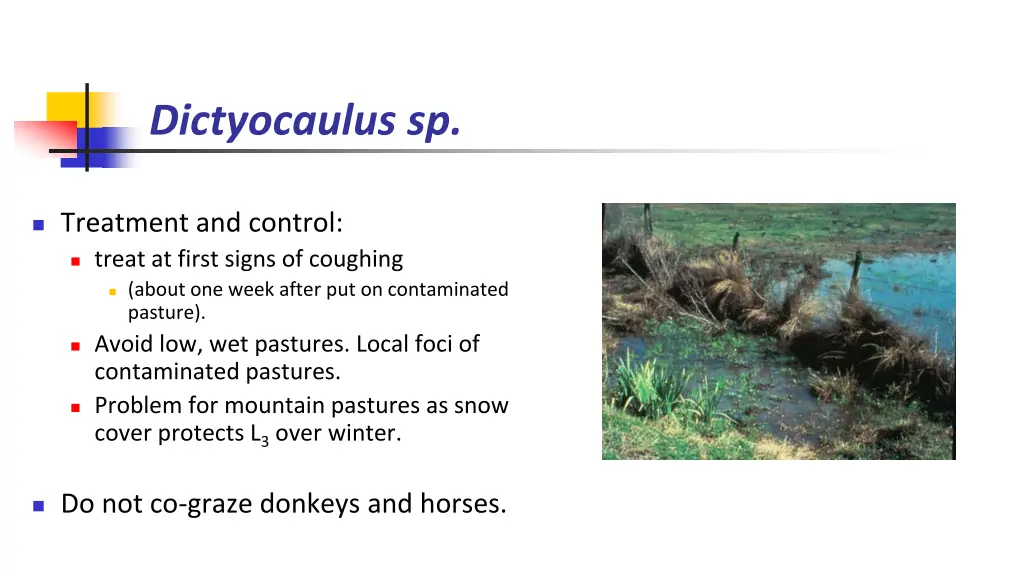 dictyocaulus sp 4