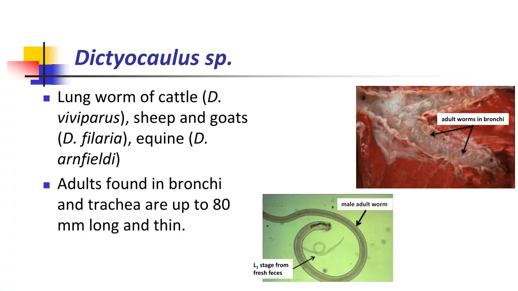 dictyocaulus sp