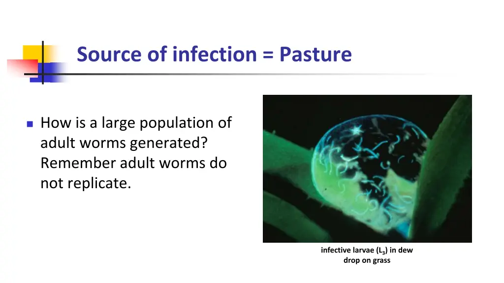 source of infection pasture