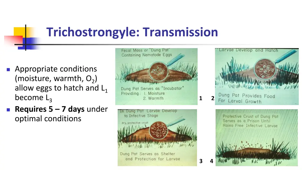 trichostrongyle transmission 1