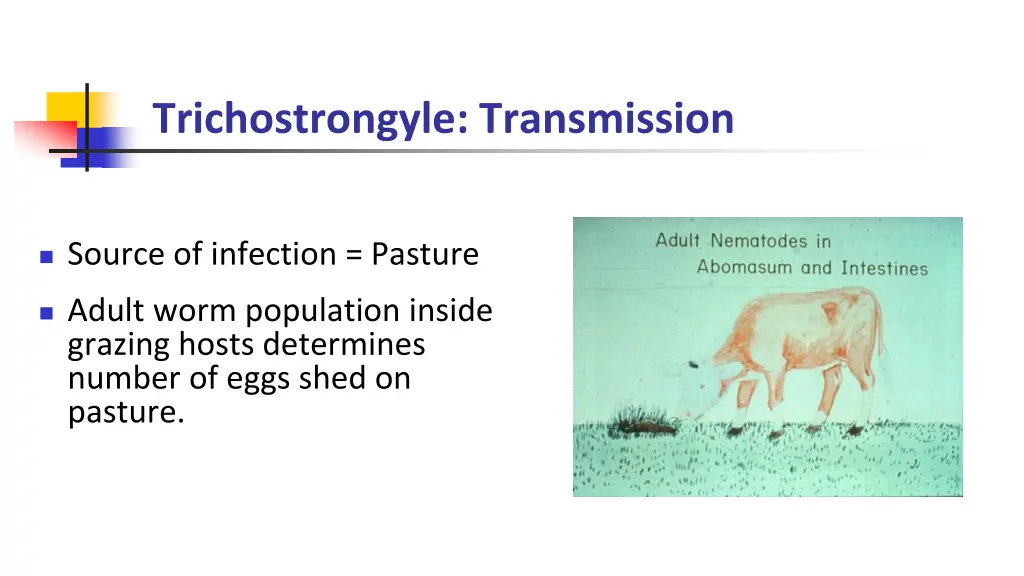 trichostrongyle transmission