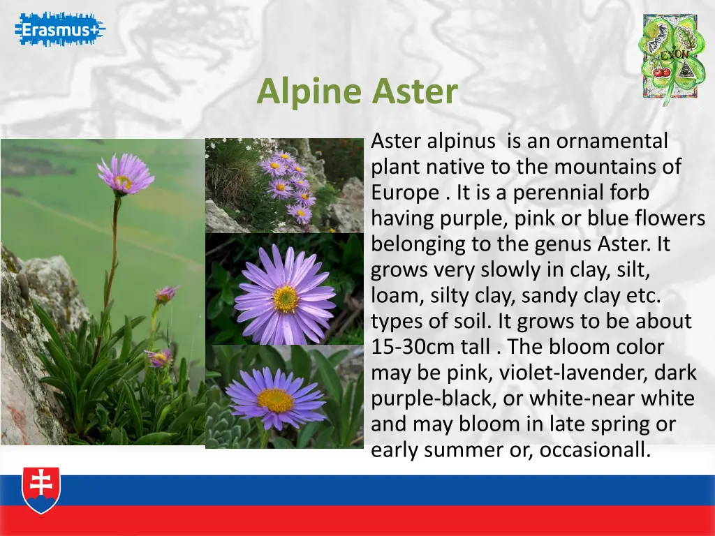 alpine aster