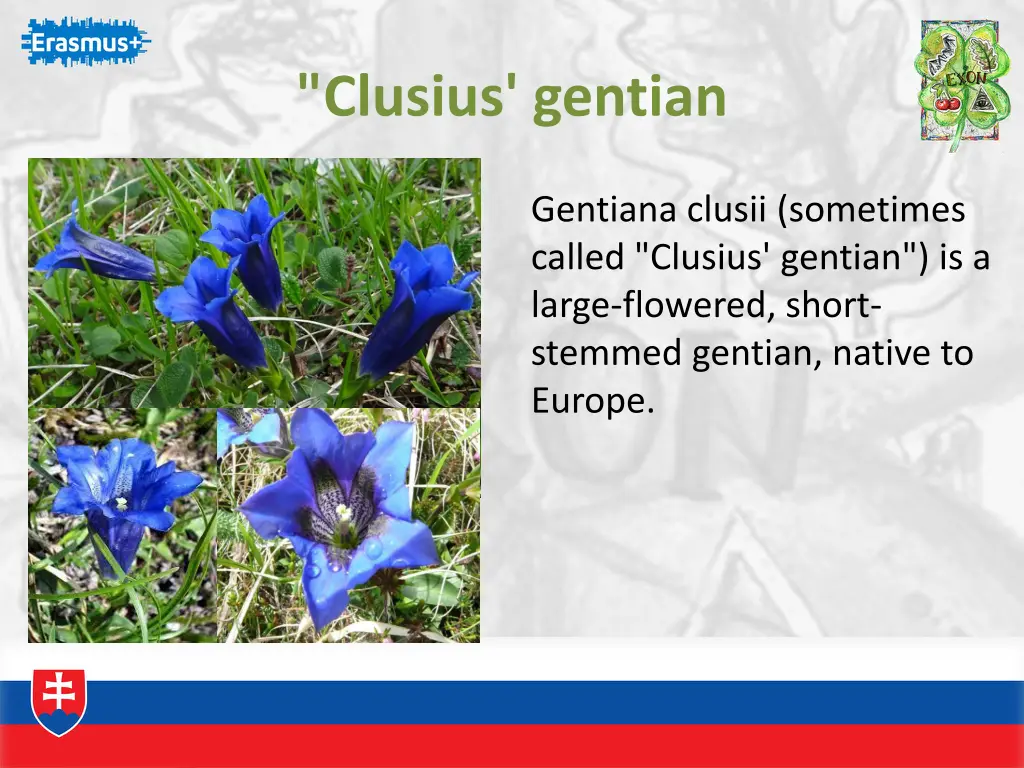 clusius gentian