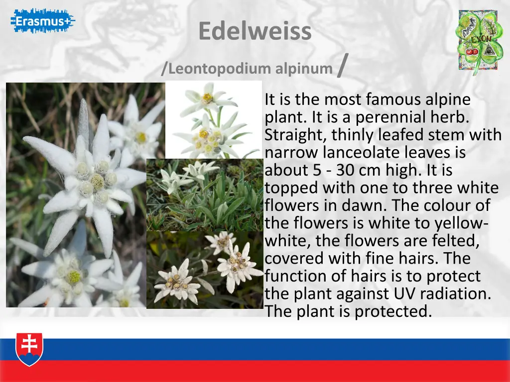 edelweiss leontopodium alpinum