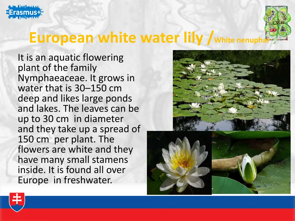 european white water lily white nenuphar