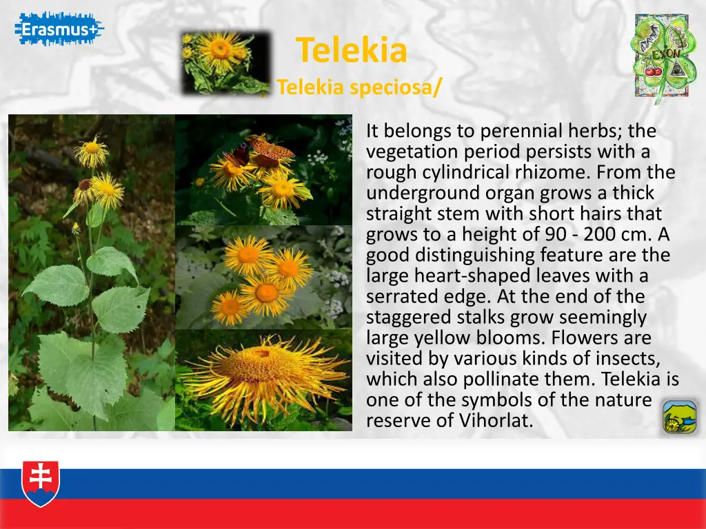 telekia telekia speciosa