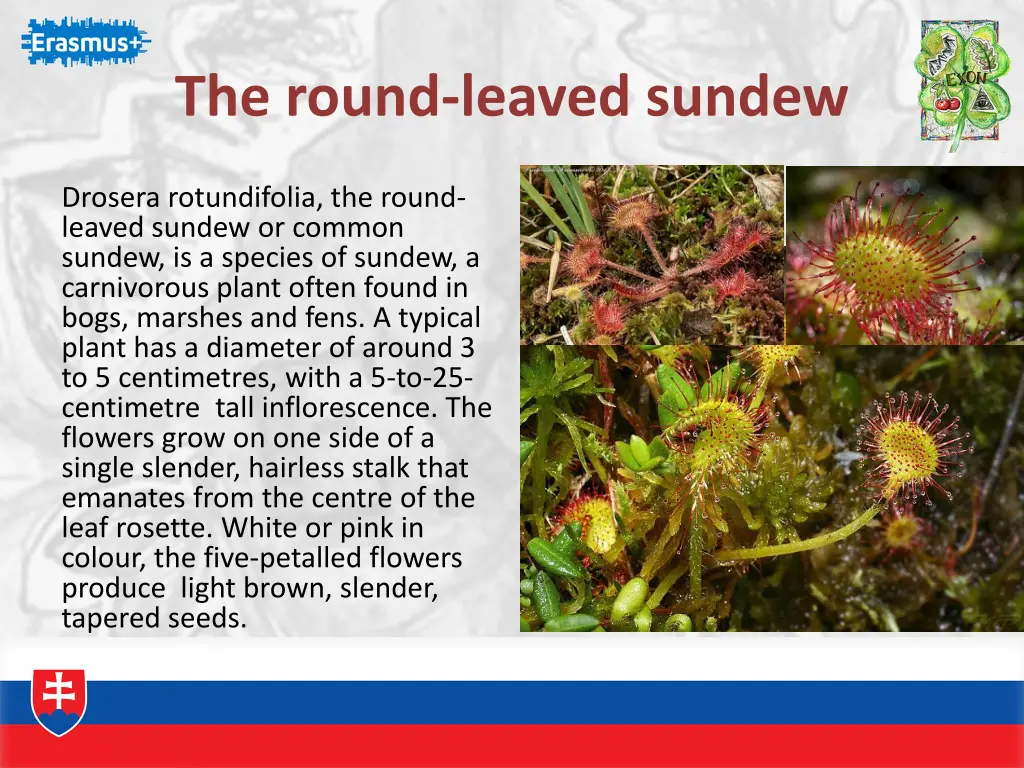 the round leaved sundew