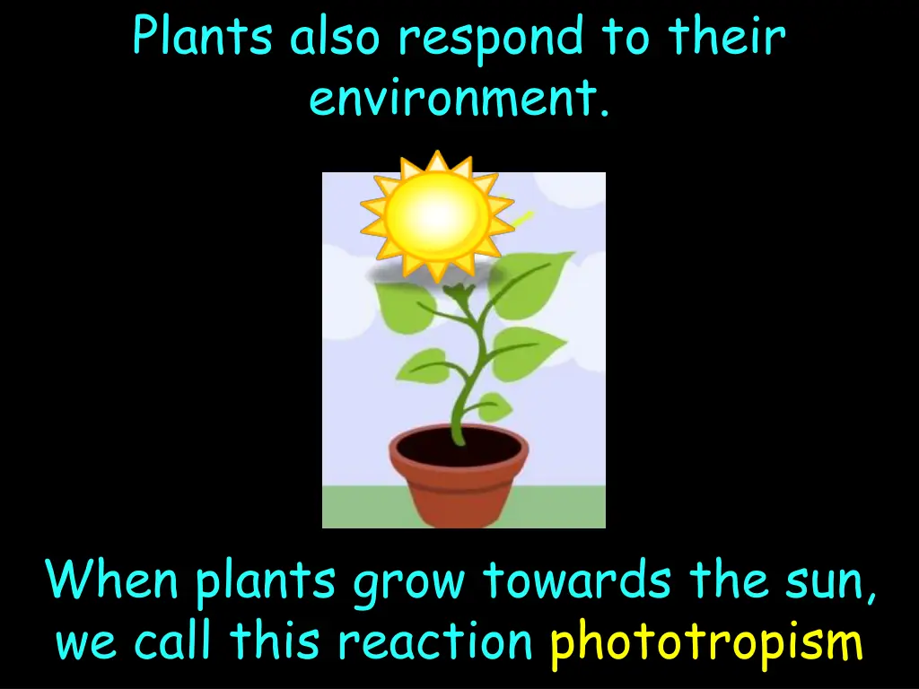 plants also respond to their environment