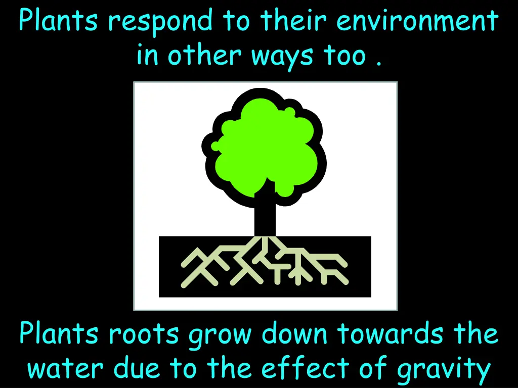 plants respond to their environment in other ways