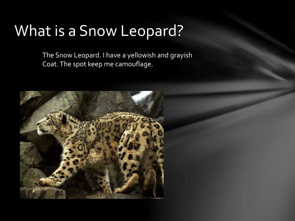 what is a snow leopard