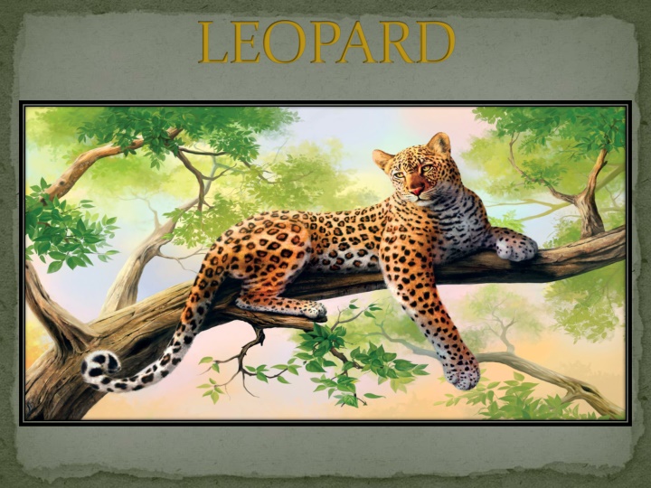 leopard