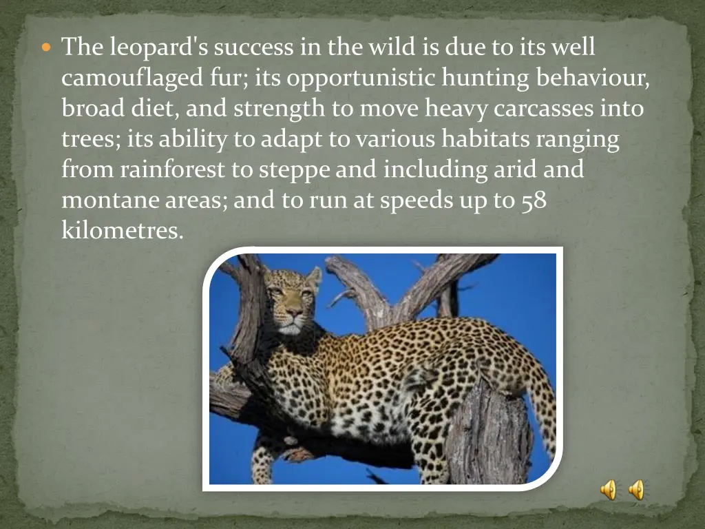 the leopard s success in the wild