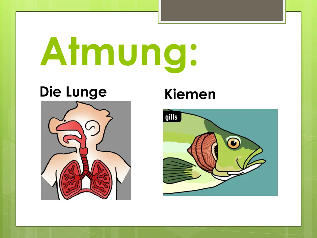 atmung