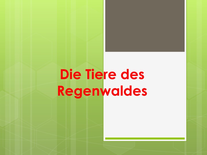 die tiere des regenwaldes