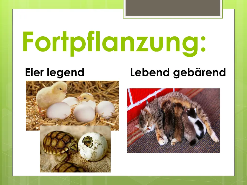 fortpflanzung