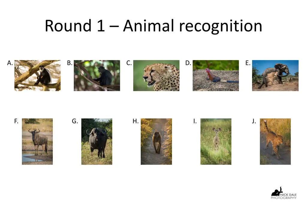 round 1 animal recognition