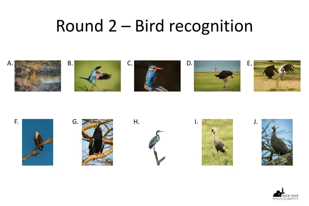 round 2 bird recognition