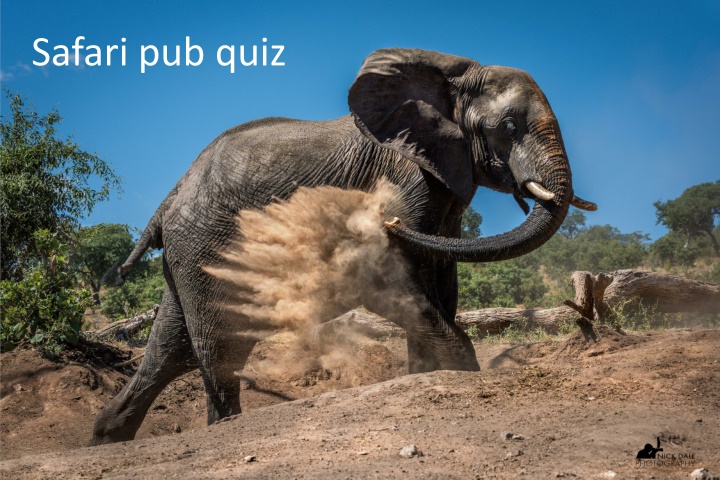 safari pub quiz