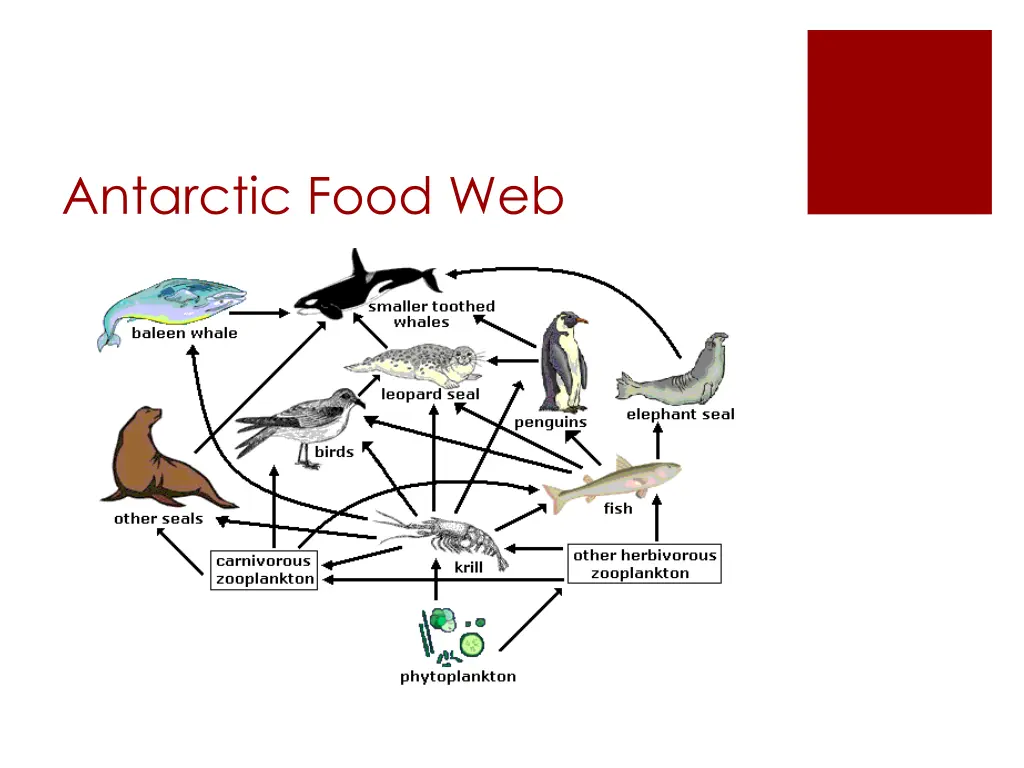 antarctic food web 1