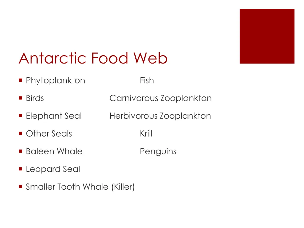 antarctic food web