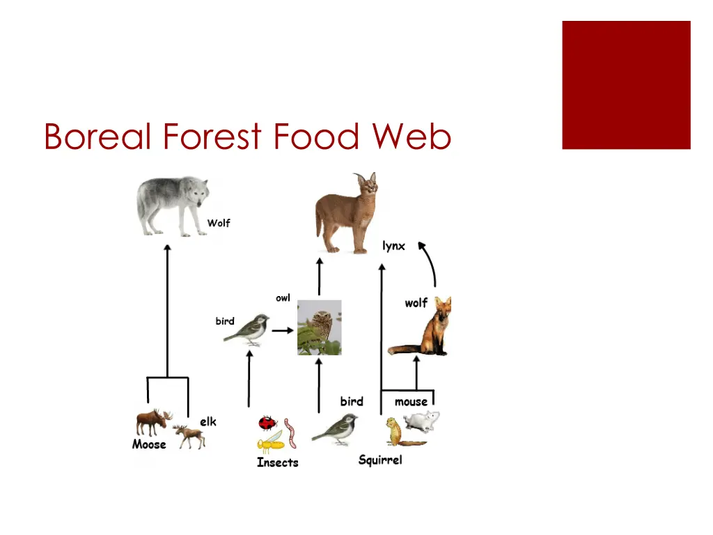 boreal forest food web 1