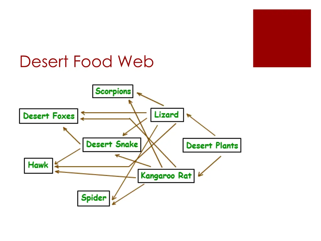 desert food web 1