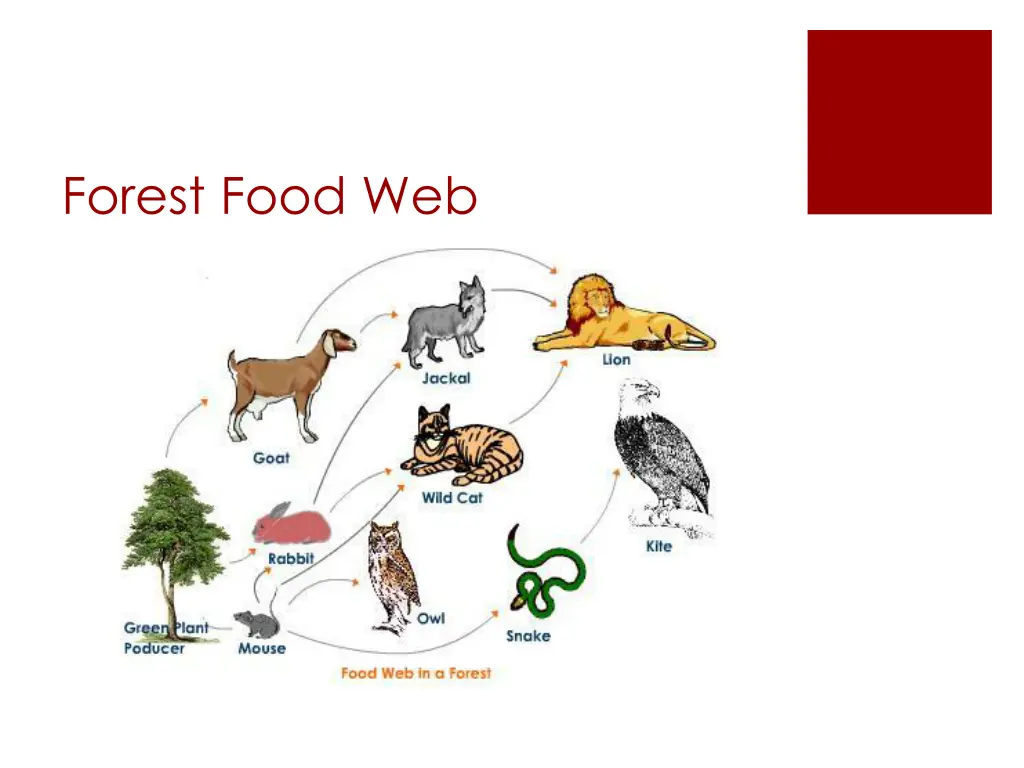 forest food web 1