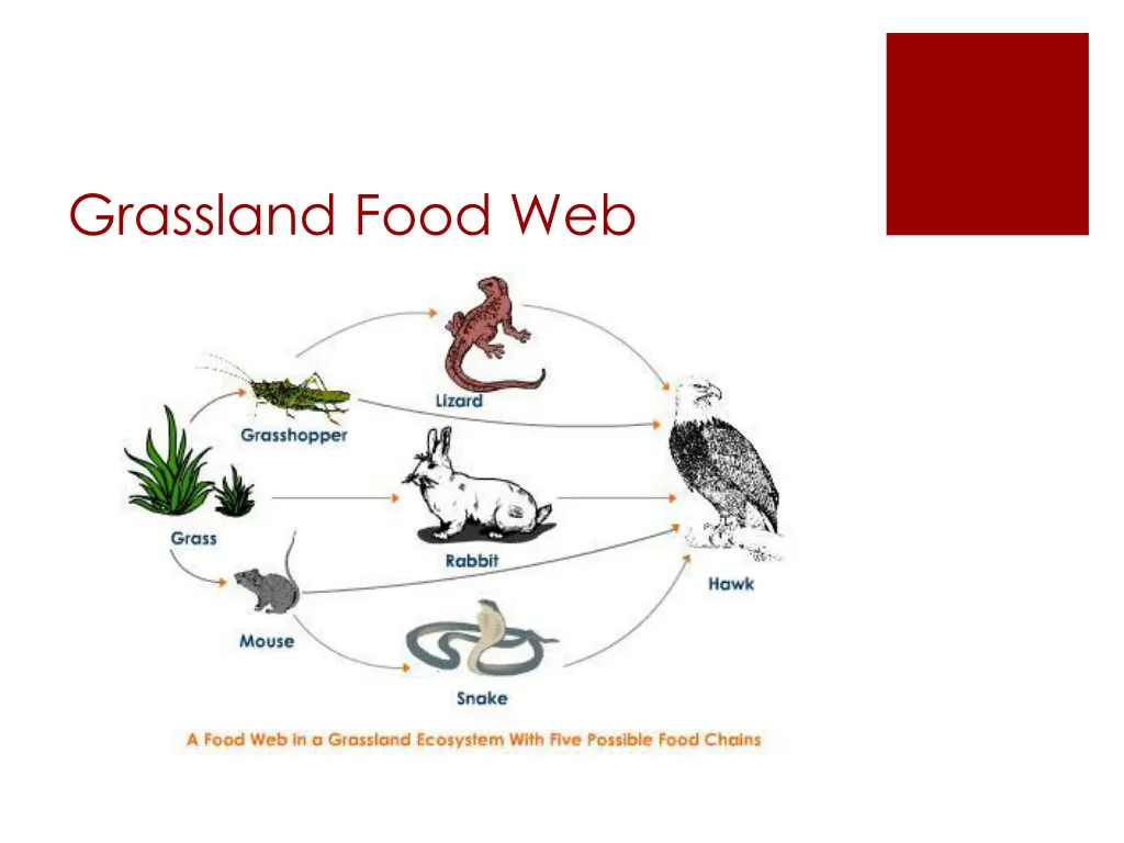 grassland food web 1