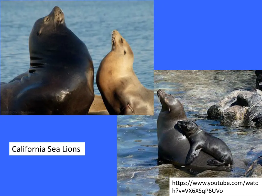 california sea lions