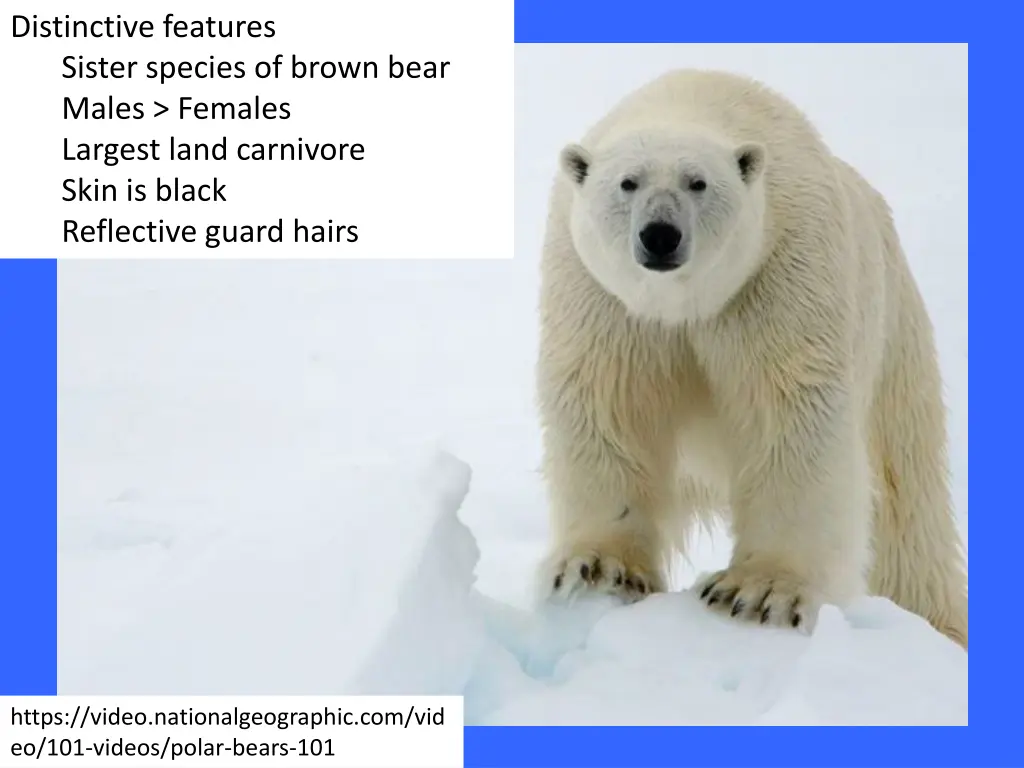 distinctive features sister species of brown bear