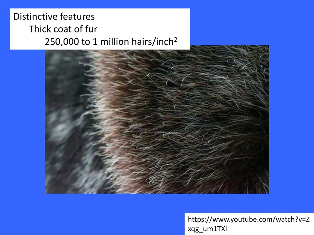 distinctive features thick coat