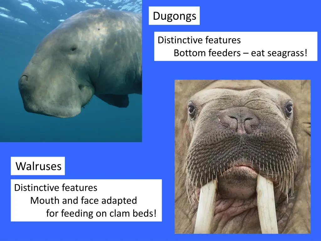 dugongs