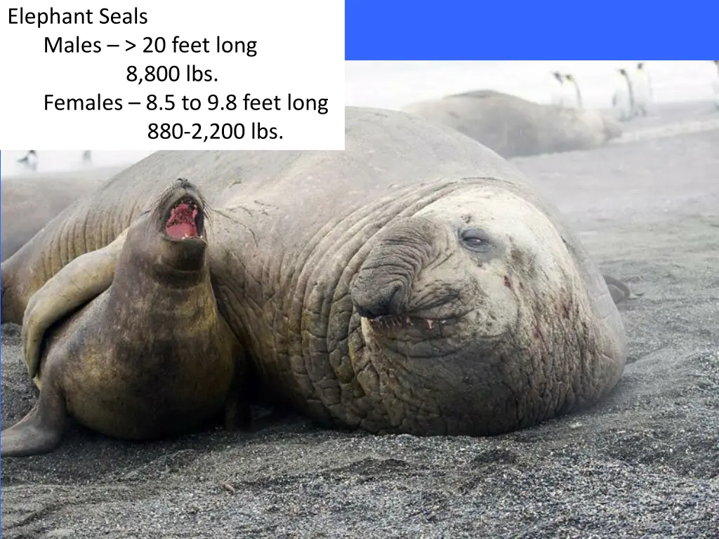 elephant seals males 20 feet long