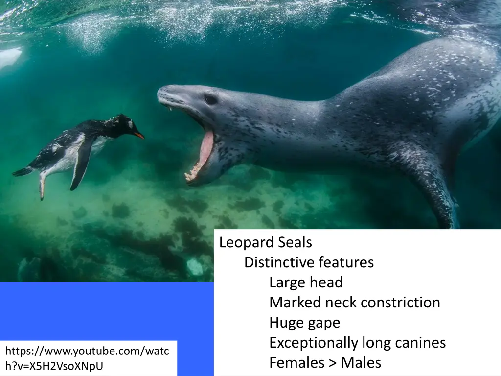 leopard seals distinctive features large head