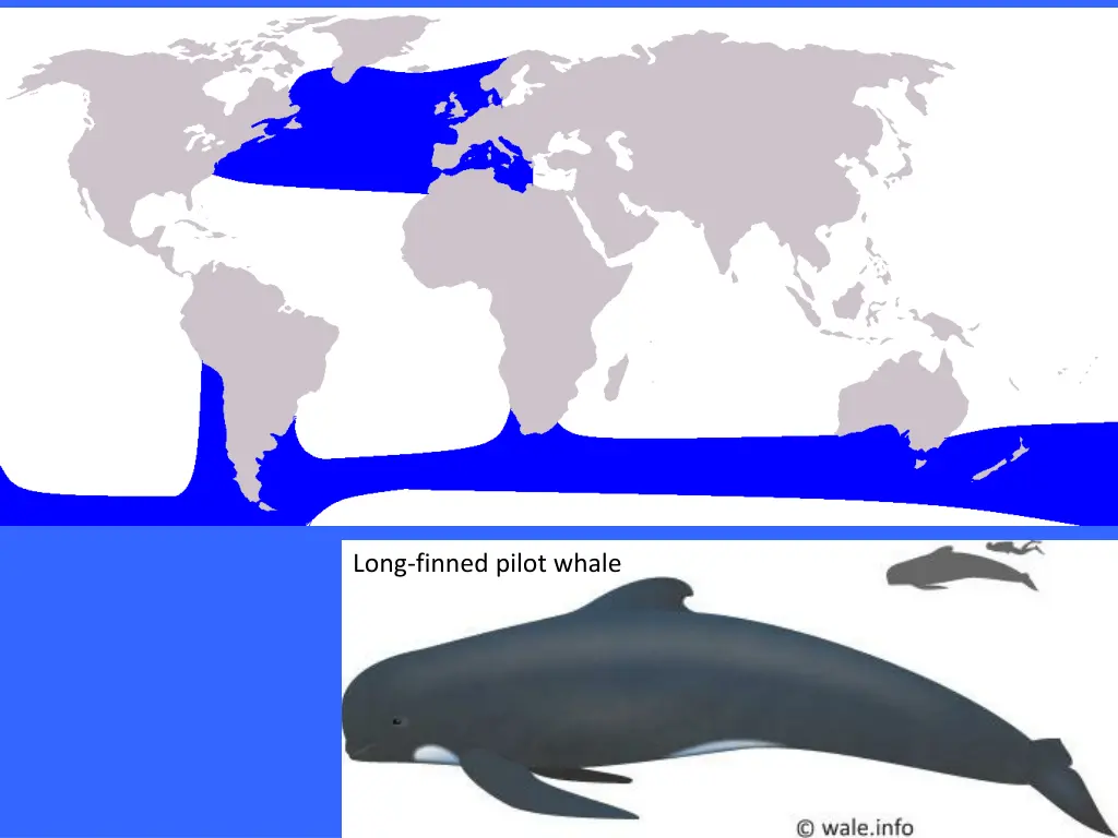 long finned pilot whale