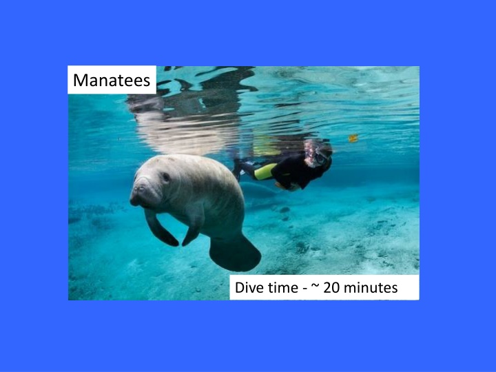 manatees